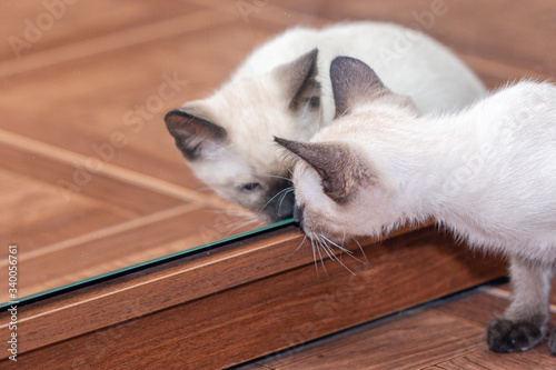 Fotografía A small Thai kitten looks in the mirror at its reflection