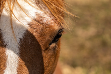 Canvas Print - Horse. Detail eye  beautiful young horse.Young horse , one and a half year old stallion 