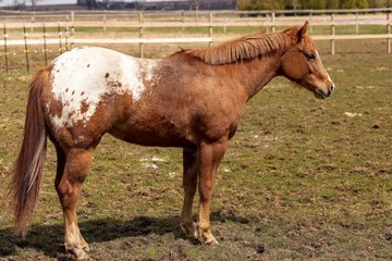 Sticker - Young, one and a half year old stallion in the paddock on a farm