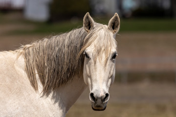 Poster - White horse. Beautiful  mare  in paddock on American countryside