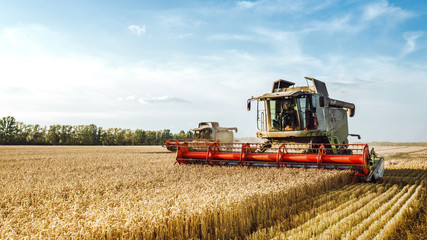 Combine harvester harvests ripe wheat. Ripe ears of gold field on the sunset cloudy orange sky background. . Concept of a rich harvest. Agriculture image