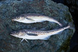 Freshly caught fish Alaska pollock on stone