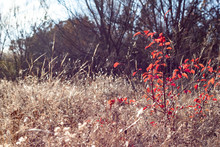 Red Bush In Field