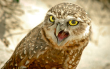 Portrait Of Burrowing Owl Screaming Outdoors
