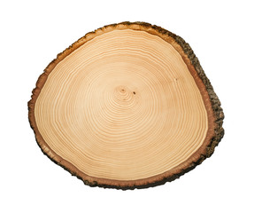 Wall Mural - felled piece of wood from a tree trunk with growth rings isolated on white. natural vintage wood tex