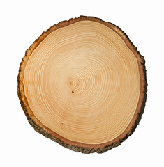 Wall Mural - felled piece of wood from a tree trunk with growth rings isolated on white. natural vintage wood tex