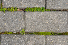 Moss And Weeds Growing Between Gray Pavers