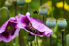 Close-up Of Bumblebee Flying By Purple Poppy