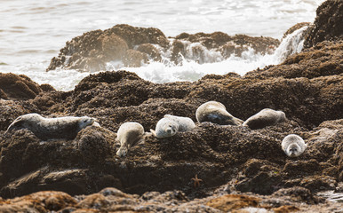 Wall Mural - Harbor Seals resting on rocks surrounded by water