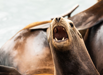 Wall Mural - Closeup of a Sea Lion facing camera with mouth open