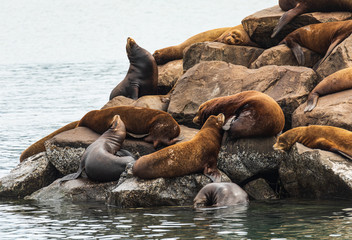 Wall Mural - Sea Lions resting on rocks surrounded by water