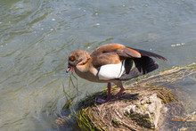 Egyptian Goose Or Alopochen Aegyptiaca On A River Side.