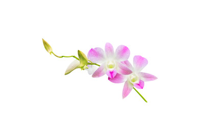 Sticker - Beautiful orchid isolated on white background.