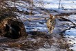 © Jitka - The coyote is a species of canine native to North America. It is smaller than its close relative, the gray wolf, and slightly smaller than the closely related eastern wolf and red wolf.