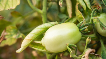 Green tomatoe in tomato field,  green tomatoes hanging on plant in greenhouse.