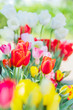 チューリップ　春の花壇