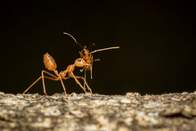 Image Of Red Ant(Oecophylla Smaragdina) On Tree. Insect. Animal.