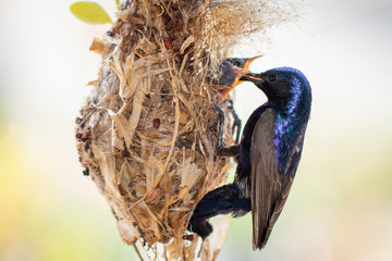 Wall Mural - Image of Purple Sunbird (Male) feeding baby bird in the bird's nest on nature background. (Cinnyris asiaticus). Bird. Animals.