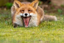 Vild Fox