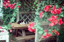 Cat Lying On Picnic Table With Flowers Blooming In Foreground