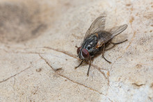 Blow Fly, Carrion Fly, Bluebottles, Greenbottles, Or Cluster Fly Fly On Stone