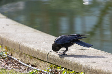 Walking crow near to the lake in the park