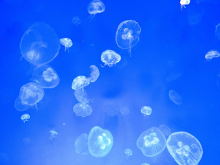 jellyfishes on blue background