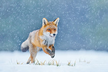 Red Fox Hunting, Vulpes Vulpes, Wildlife Scene From Europe. Orange Fur Coat Animal In The Nature Habitat. Fox On The Winter Forest Meadow, With White Snow