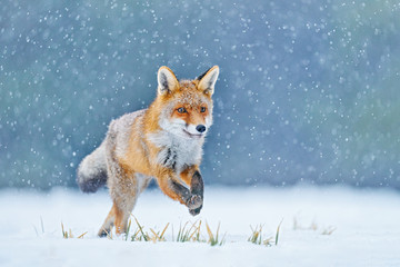 Wall Mural - red fox hunting, vulpes vulpes, wildlife scene from europe. orange fur coat animal in the nature hab