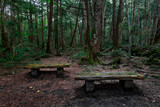 Fototapeta  - Aokigahara Forest. Suicide forest in the Mount Fuji region, Japan
