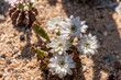 © Kamchai - Blooming flowers and unripe seed pods of Gymnocalycium mihanovichii LB2178 Agua Dulce hybrid  cactus