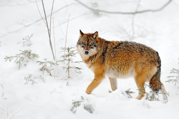 Fototapeta dziki europa portret śnieg zwierzę