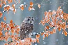Tawny Owl Hidden In The Fall Wood, Sitting On Tree Trunk In The Dark Forest Habitat. Beautiful Animal In Nature. Bird In The Germany Forest. Autumn Wildlife In The Forrest. Orange Leaves With Bird.