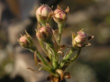 Pink Pear Buds