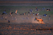 Jackal Hunting Birds Near The Waterhole, Polentswa, Botswana In Africa.   Beautiful Wildlife Scene From Africa With Nice Sun Light. Jackal And Evening Sunlight. Black-Backed Jackal, Canis Mesomelas.