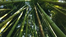 Cinematic Bamboo Forest Tall Trunks Stalks From Bottom To Top. Light Through Leaves Of Green Crown. Perennial Evergreen Subtropics Asia. Fastest Growing On Earth Impenetrable Jungle. Gimbal Forward