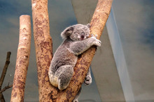 Koala Sleeping In A Tree