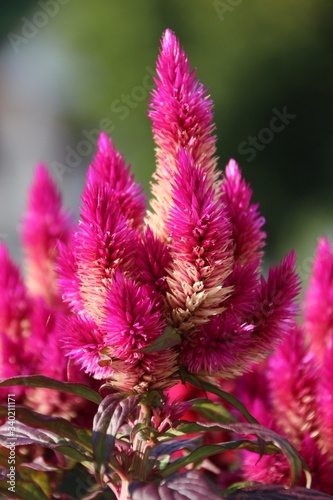 Fototapeta na szkło Close-up Of Pink Flowers Against Blurred Background