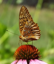 Close-up Of Butterfly On Eastern Purple Coneflower