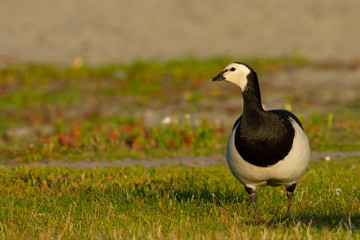  Barnacla canadiense (Branta canadensis,), blanca y negra posada sobre la hierba.