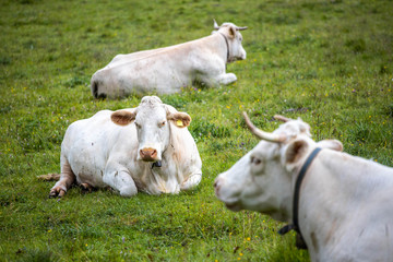 Cows at pasture on a green grass field, Cortina d'Ampezzo, Italy