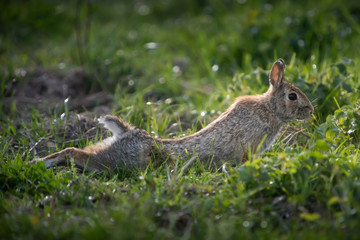 Wild rabbit in its natural habitat at sunset time