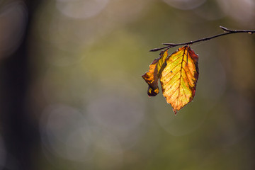 Wall Mural - Idless woods during autumn with backlit leaves 