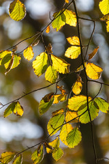 Wall Mural - Idless woods during autumn with backlit leaves 