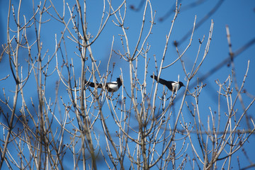 Two magpies on the birch tree in spring