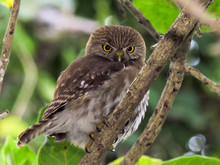 Portrait Of Pygmy Owl Perching On Branch