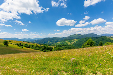 summer scenery of mountainous countryside. alpine hay fields with wild herbs on rolling hills at high noon. forested mountain ridge in the distance beneath a blue sky with fluffy clouds. nature beauty