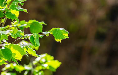 Poster - A blooming hazelnut tree in sunlight