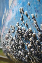 Close-up Of Barnacles On Boat
