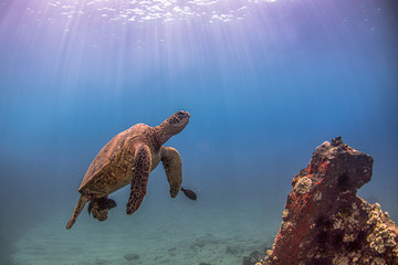 Wall Mural - sea turtle 